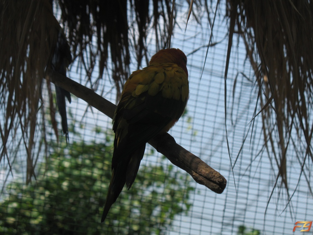 طائر في حديقة الطيور - كوالالمبور - ماليزيا