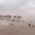 لوحة رائعة من صحراء شبه الجزيرة العربية اثناء سقوط الامطار 2018